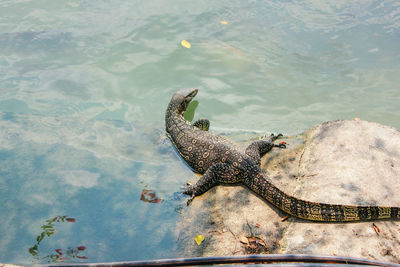 High angle view of turtle in lake