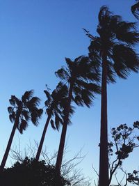 Low angle view of palm trees against clear blue sky