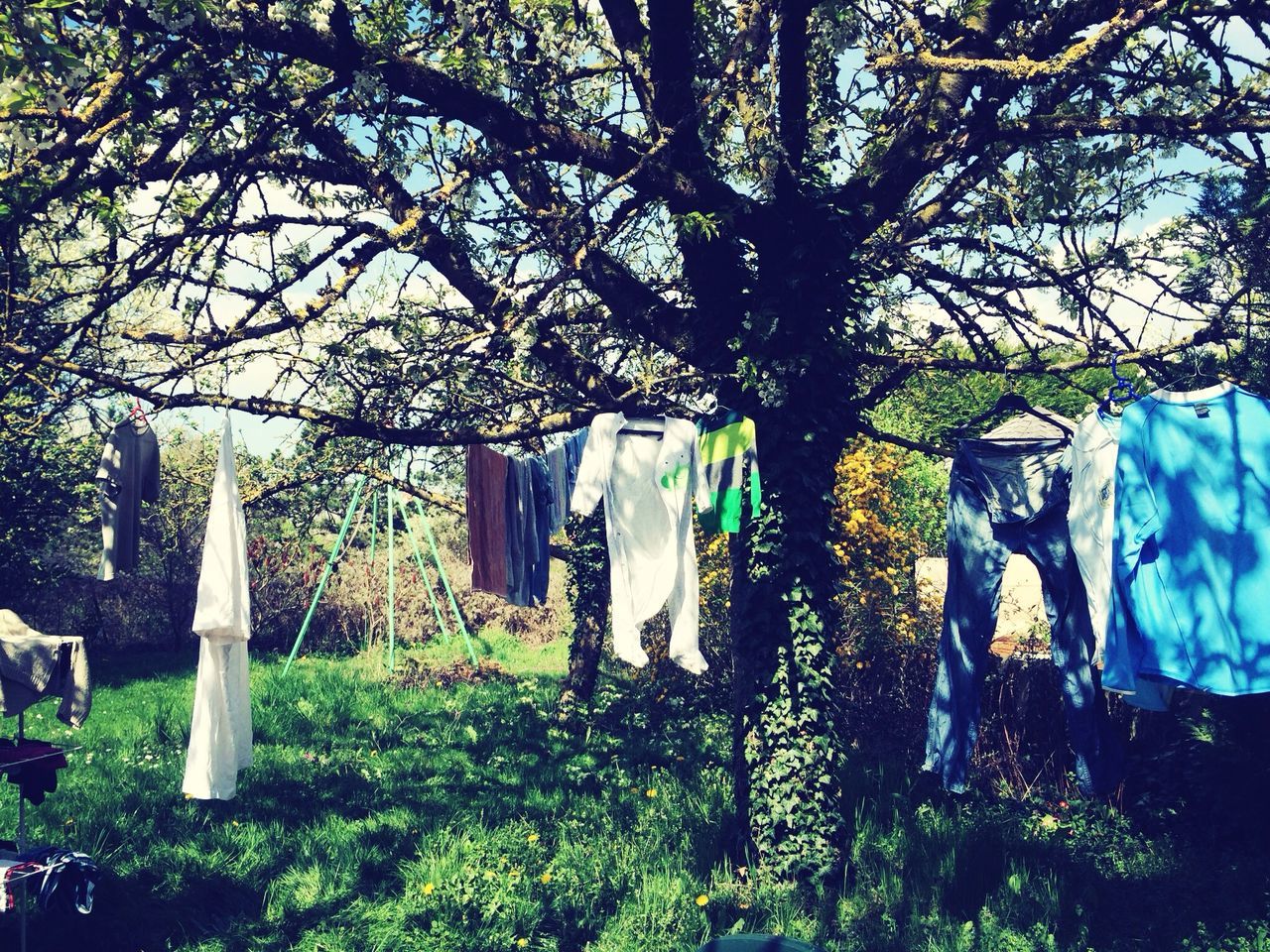 tree, built structure, growth, building exterior, architecture, hanging, branch, day, tree trunk, nature, outdoors, house, green color, no people, sunlight, park - man made space, grass, low angle view, plant, front or back yard