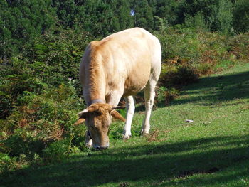 Cow grazing in a field