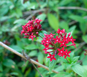 Close-up of red flowering plant