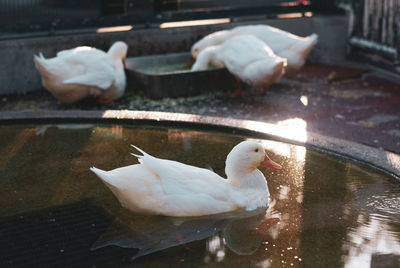 Swans in a lake