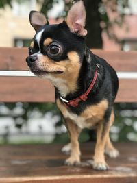 Portrait of dog looking away