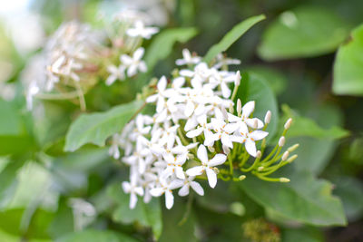 Close-up of white flowering plant