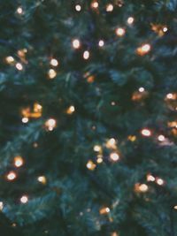 Full frame shot of illuminated christmas tree at night