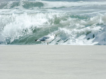 Seagulls on beach