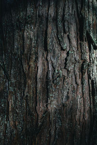 Full frame shot of tree trunk