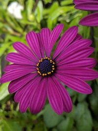Close-up of pink cosmos flower