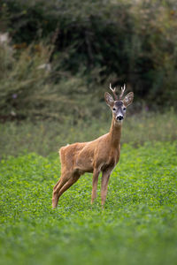 Roe deer capreolus capreolus buck walking through the green meadow