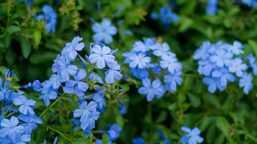 Close-up of purple flowers