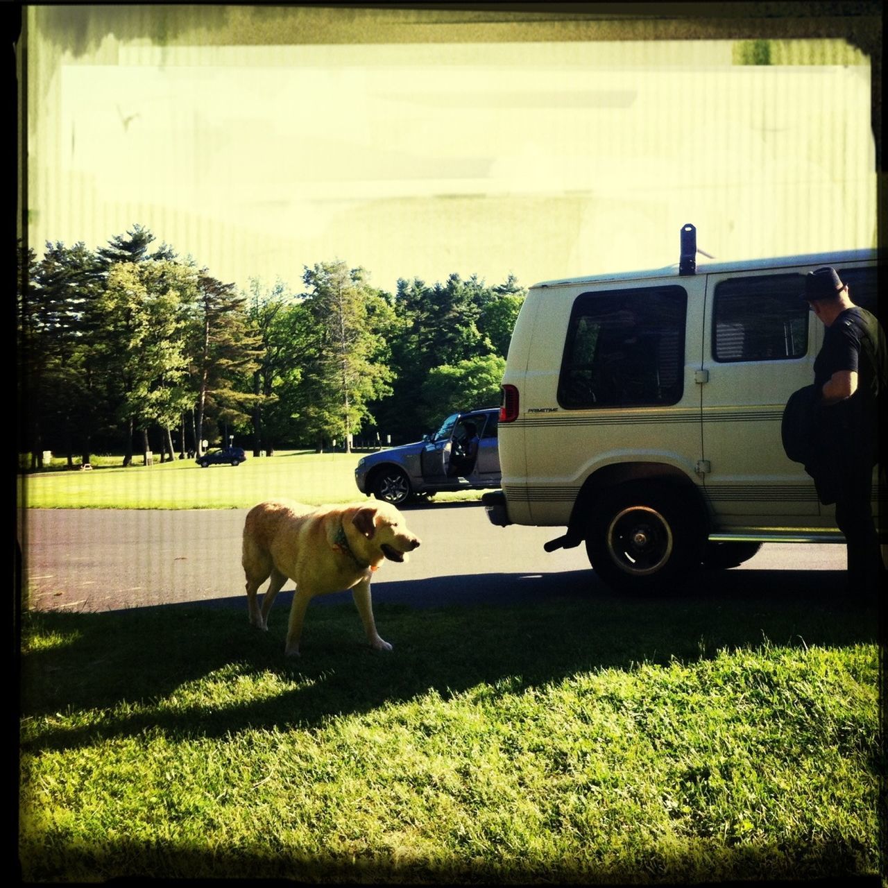 domestic animals, animal themes, transportation, land vehicle, mammal, one animal, mode of transport, car, pets, transfer print, grass, dog, field, tree, road, auto post production filter, two animals, clear sky, sunlight, side view