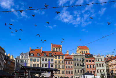 Low angle view of birds flying in town