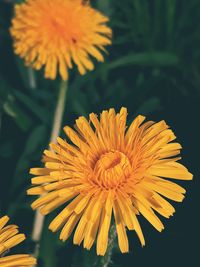 Close-up of yellow flower