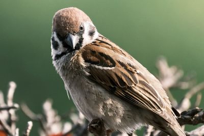 Close-up of bird perching on tree