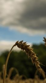 Close-up of fresh plant