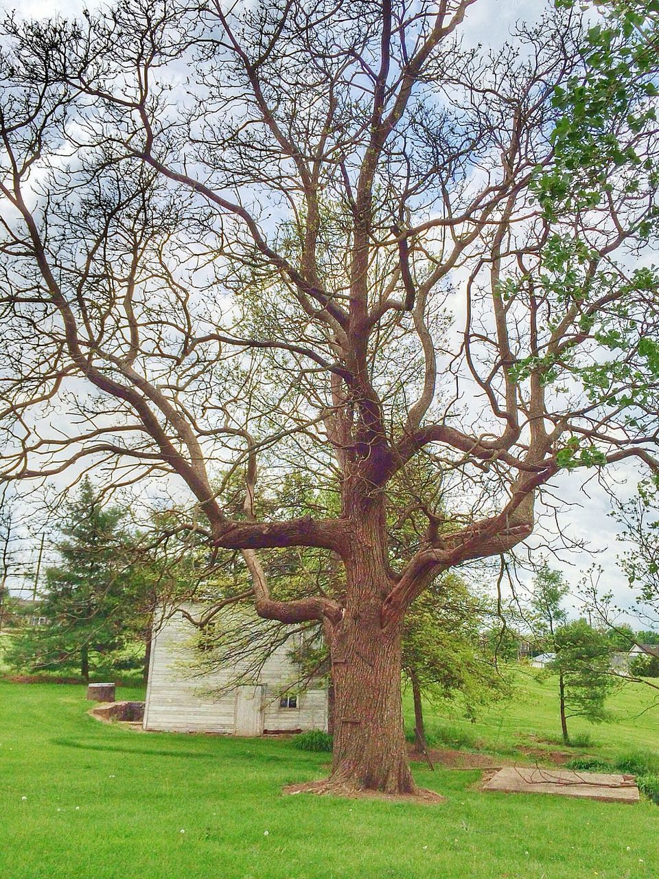 tree, branch, growth, tree trunk, green color, nature, built structure, tranquility, grass, bare tree, architecture, sky, building exterior, day, outdoors, beauty in nature, plant, field, no people, tranquil scene