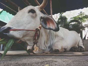 Close-up of horse outdoors