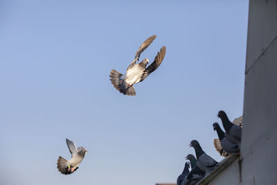 Low angle view of birds flying against sky