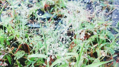 Close-up of plants