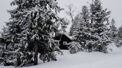 Trees and plants on snow covered land against sky