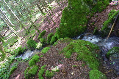 Scenic view of waterfall in forest