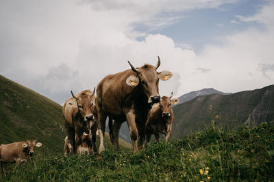 Cows on field against sky