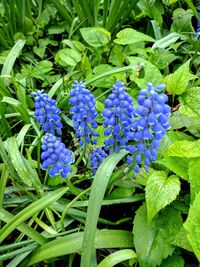 Close-up of purple flowers blooming in field