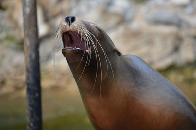 Close-up of sea lion