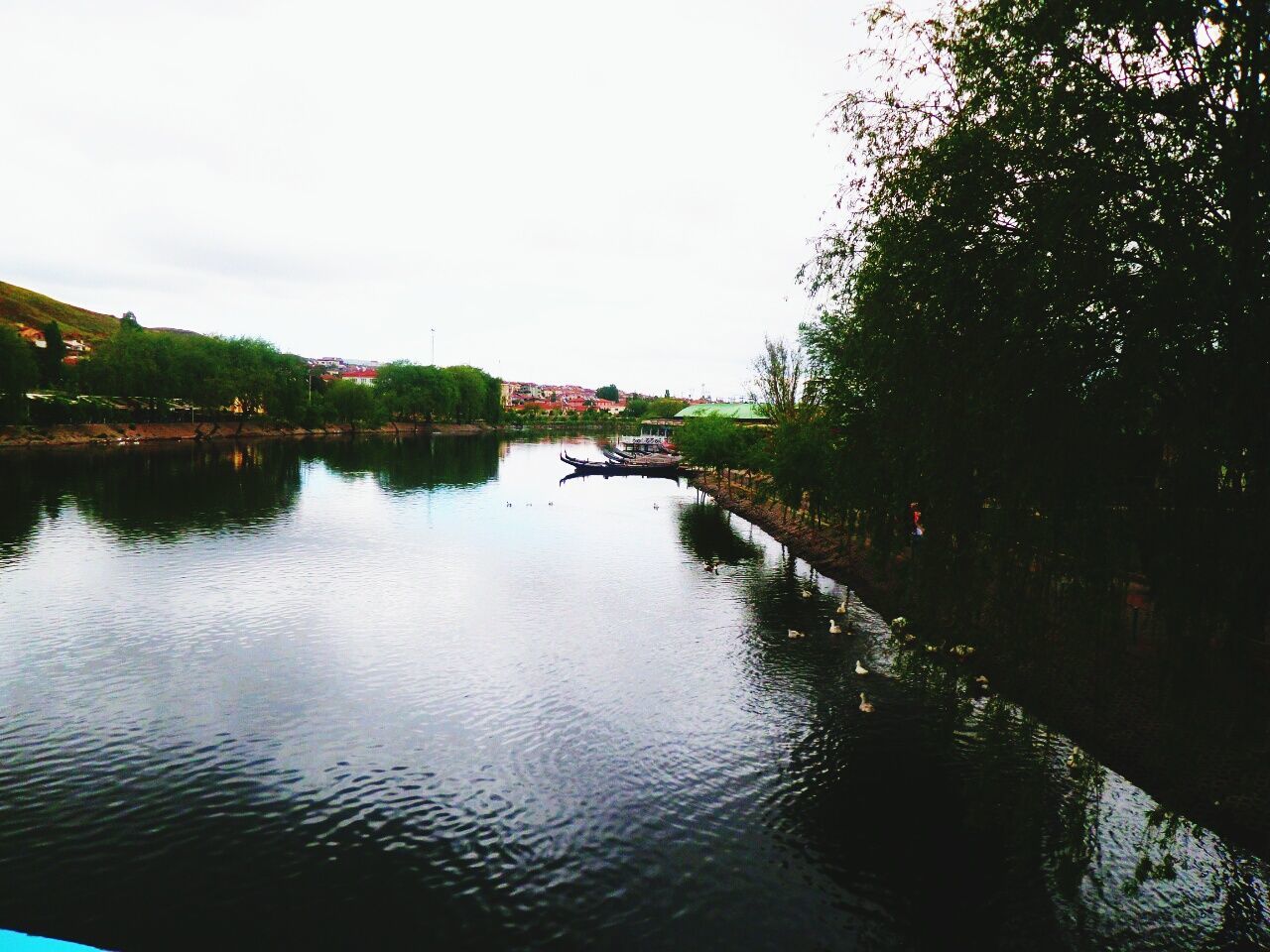 water, tree, reflection, waterfront, clear sky, lake, tranquility, tranquil scene, river, scenics, nature, beauty in nature, built structure, sky, copy space, architecture, building exterior, outdoors, growth, no people