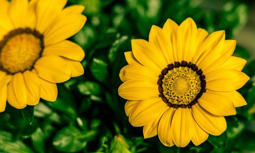 Close-up of yellow flower