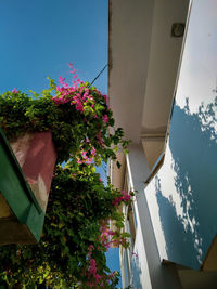 Low angle view of flowering plants by building against sky