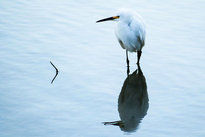 High angle view of gray heron perching on lake