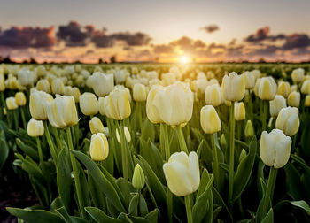 Close-up of tulips blooming against sky during sunset