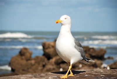 Seagull perching on rock next to the ocean