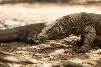 Komodo dragon with its forked tongue out