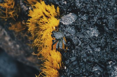 High angle view of insect on yellow flower