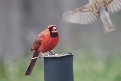 Close-up of bird perching on a feeder