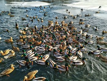 High angle view of ducks swimming in lake