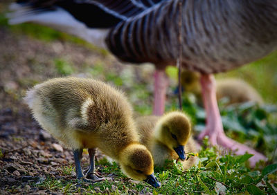 High angle view of ducklings on field