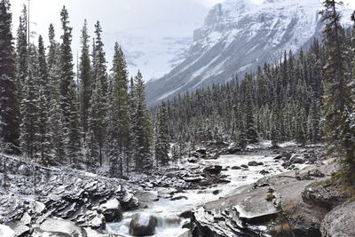 Scenic view of forest during winter