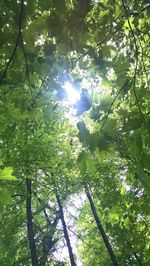 Low angle view of trees