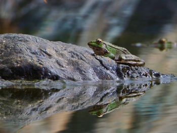 Frog in the nature