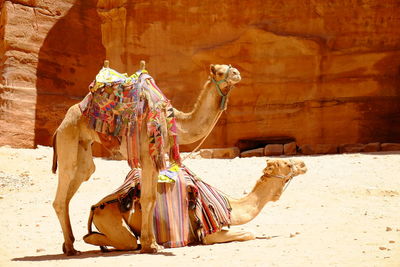 View of a camels waiting for tourists in petra