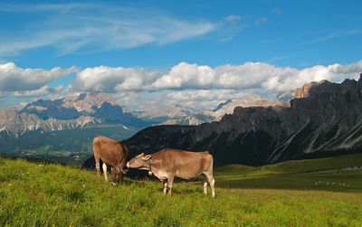 Cows on grassy field by rocky mountains against sky