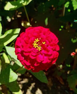 Close-up of pink flower blooming outdoors