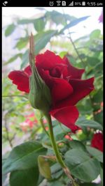 Close-up of red flower blooming outdoors