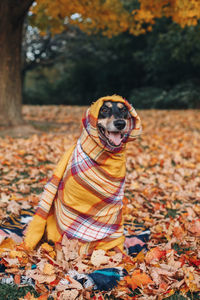 Dog wrapped in blanket while sitting on land during autumn