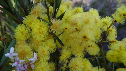 Close-up of yellow flowering plant