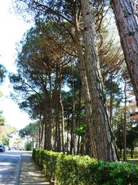 Road amidst trees in forest