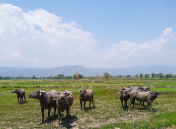 Horses on field against sky